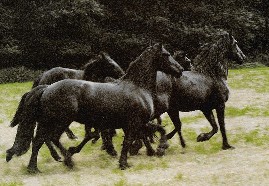 Groupofhorses1B.jpg