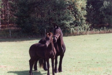 Mom_colt1.jpg