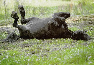Horserolling2B.jpg