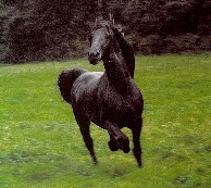 horserunning2B.jpg